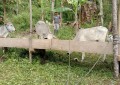 Ternak Sapi Menjadi Andalan Pemerintah Desa Tolombukan Satu