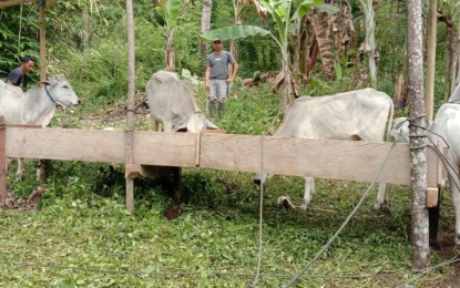 Ternak Sapi Menjadi Andalan Pemerintah Desa Tolombukan Satu