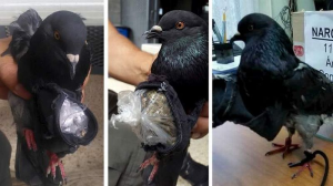 Narcopaloma Alias Merpati Penjara yang Menyelundupkan Kokain dan Ganja (Foto: UPI)