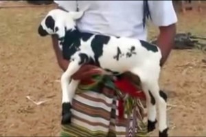 Kambing dengan Tulisan Muhammad Dihargai Rp5,3 Miliar (Foto: UPI)